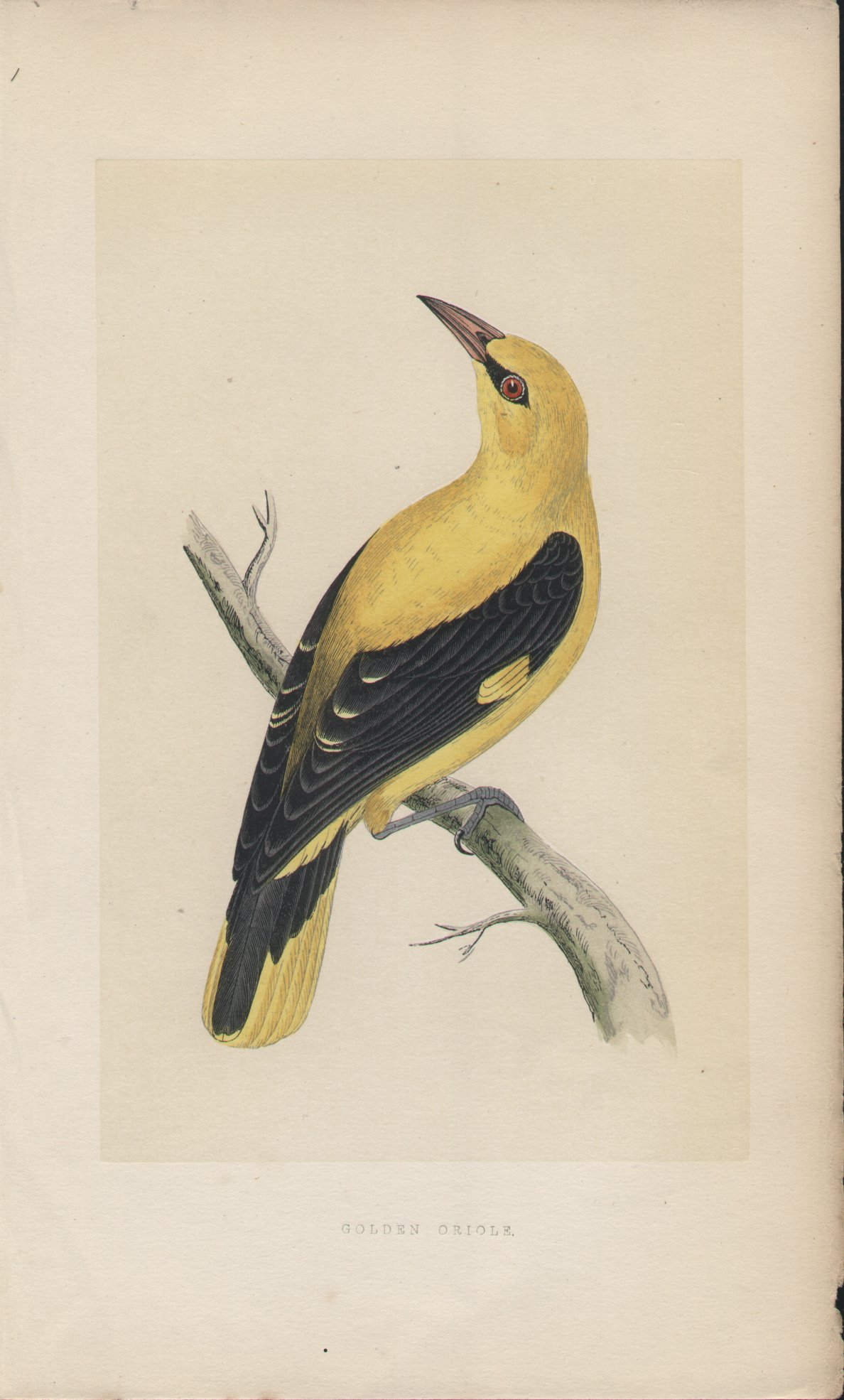 Wood - Golden Oriole - Fawcett